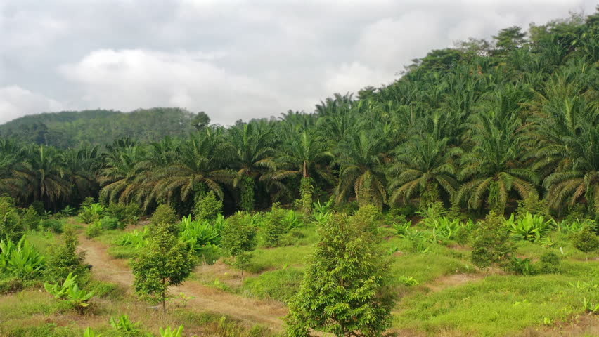Terraced durian orchard in the hilly countryside near Temerloh, Pahang, Malaysia, with neat rows of fruit trees, palm tree plantations, and tropical greenery under cloudy skies. aerial view 