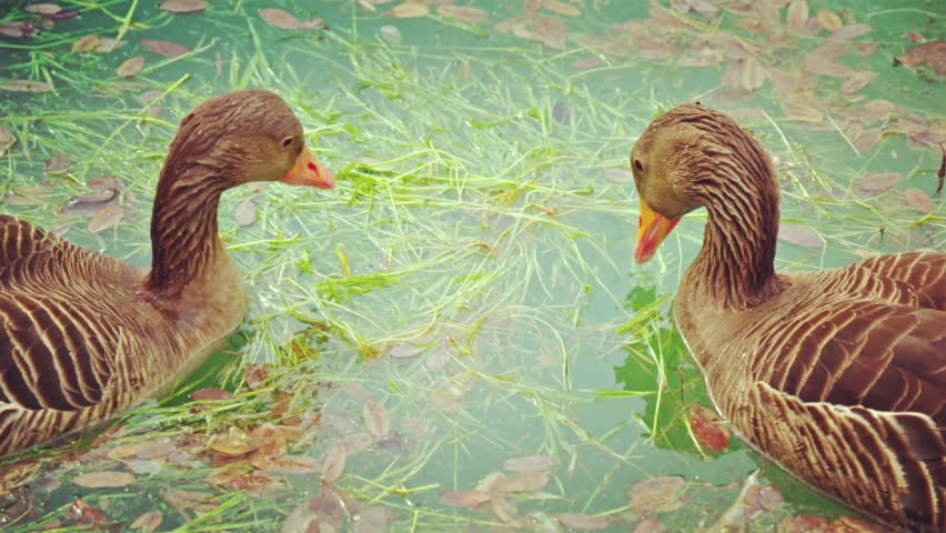 Two brown and grey geese in a shallow grassy pool—one dips its head, the other stares ahead. Bright light reveals rich feather and water details.