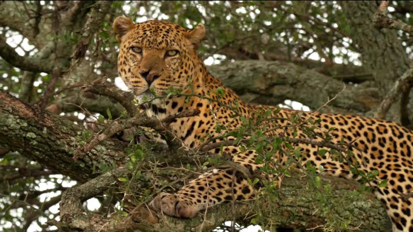 A striking close-up of a leopard reveals its intense gaze and detailed fur pattern, capturing the raw beauty of this majestic predator