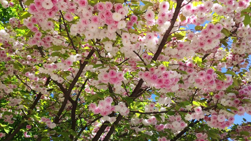 Spring cherry blossom. Cherry tree blossom on a sunny day. Pink cherry blossoms. 