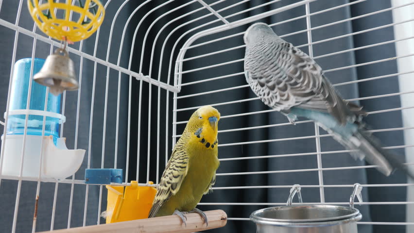 Two budgerigars rest inside a white cage, one perched on a wooden bar and the other clinging to the bars, surrounded by toys, a feeder, and a water dispenser. High quality 4k footage