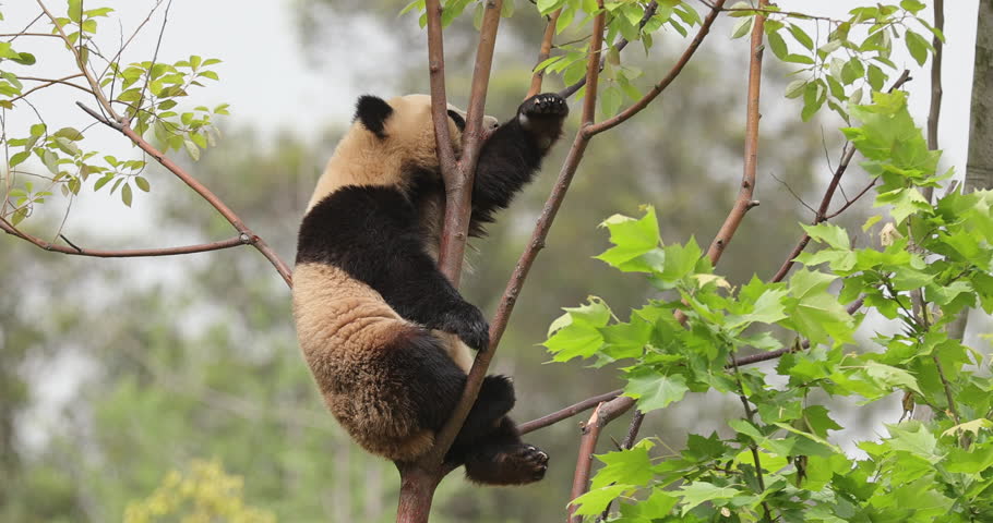 Giant panda sleeping on the tree