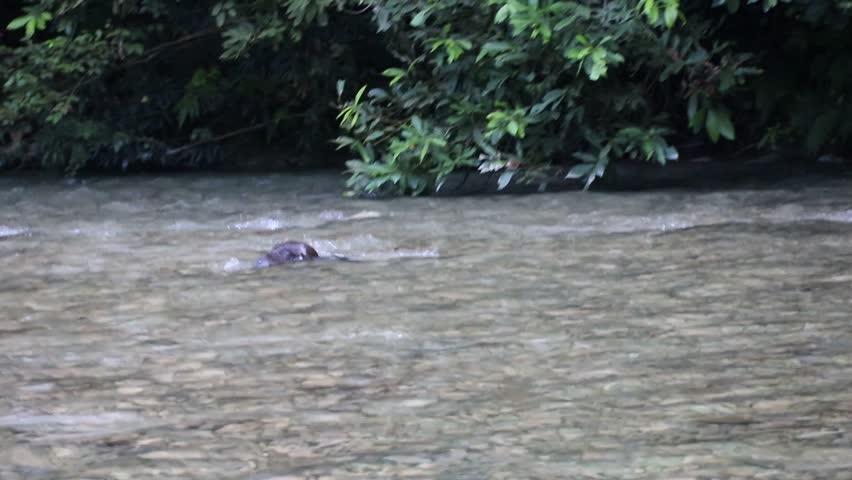 Otters searching for food in the crystal clear waters of the brackish river in the Serra da Bodoquena National Park