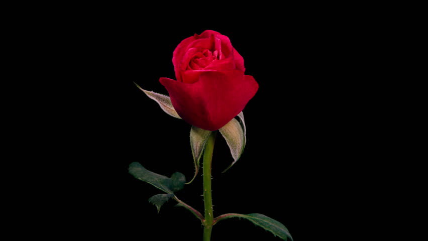 Timelapse of Red Rose Growing Blossom From Bud to Big Flower on Black Background with Alpha Matte Channel