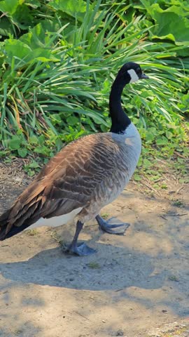 A Canadian goose walking near a lake. 