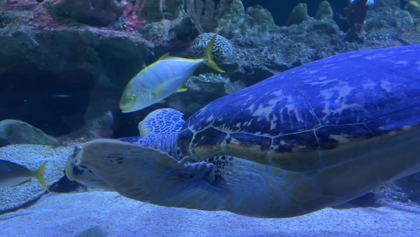 Graceful Sea Turtle Swimming Underwater in Ocean Environment with Clear Blue Water and Marine Life – Peaceful Aquatic Scene Showcasing Endangered Species in Natural Habitat or Aquarium Setting
