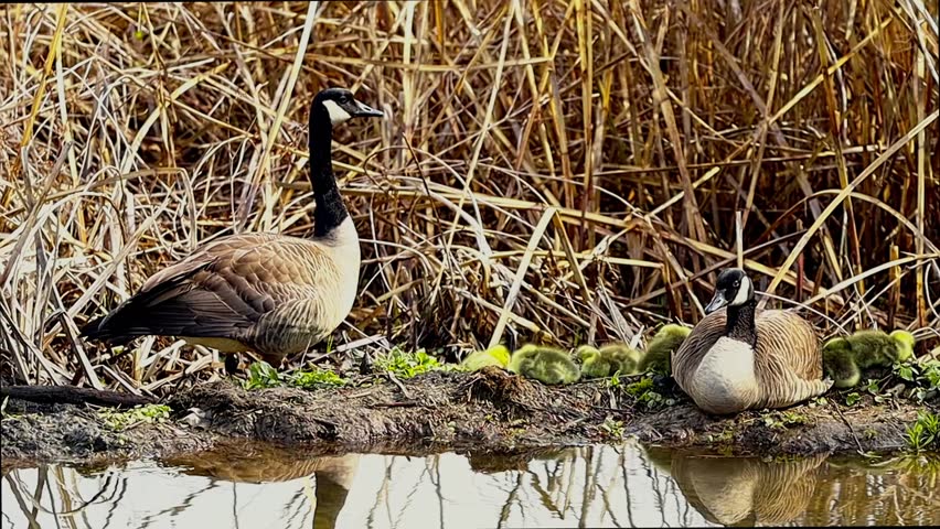 A family of Canadian Geese, with a mother and her young yellow goslings, resting peacefully near the water.