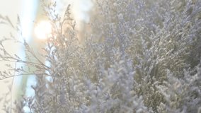 Whispered Botanicals: Delicate floral display in a soft focus setting, revealing subtle textures and the ethereal beauty of nature. - Powered by Shutterstock - Get 15% off with code: PIKWIZARD15