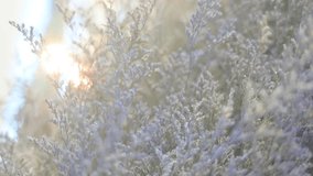 Whispered Botanicals: Delicate floral display in a soft focus setting, revealing subtle textures and the ethereal beauty of nature. - Powered by Shutterstock - Get 15% off with code: PIKWIZARD15