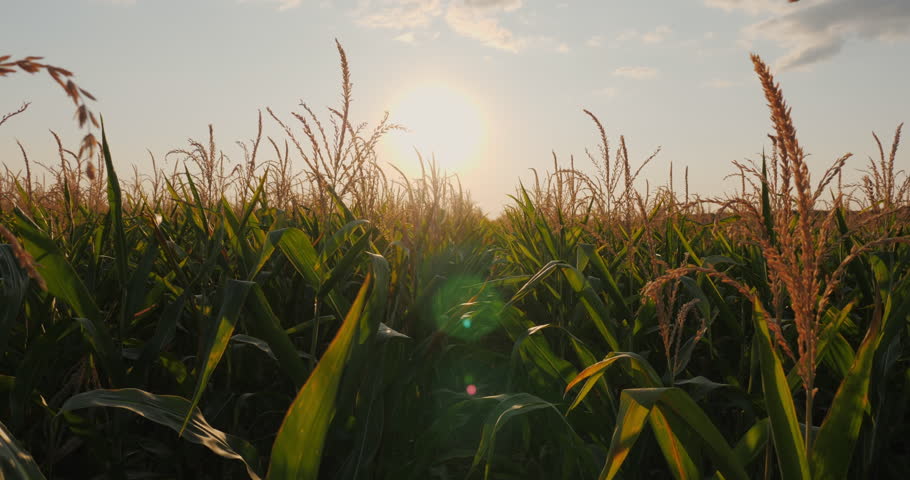 Point of view through a sunlit cornfield at sunset, with tall green stalks glowing in warm light and lens flare enhancing the cinematic feel. High quality 4k footage