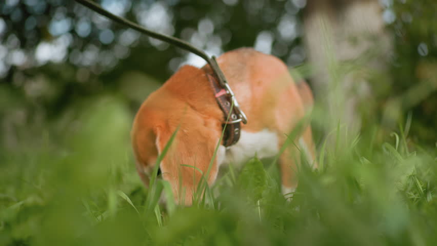 Puppy with soft brown fur eating fresh green grass in vibrant open field during daylight surrounded by blurred background of tall trees and residential buildings creating peaceful outdoor atmosphere