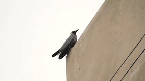 Raven with sleek feathers standing on rock under heavy rain, surrounded by gothic magical atmosphere. Black bird perching on stone during downpour, immersed in eerie and mystical ambiance. Crow - Powered by Shutterstock - Get 15% off with code: PIKWIZARD15