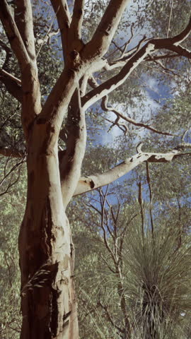 eucaliptus in Australia red Center