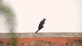 Raven with sleek feathers standing on rock under heavy rain, surrounded by gothic magical atmosphere. Black bird perching on stone during downpour, immersed in eerie and mystical ambiance. Crow - Powered by Shutterstock - Get 15% off with code: PIKWIZARD15