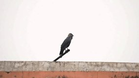 Raven with sleek feathers standing on rock under heavy rain, surrounded by gothic magical atmosphere. Black bird perching on stone during downpour, immersed in eerie and mystical ambiance. Crow - Powered by Shutterstock - Get 15% off with code: PIKWIZARD15