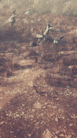 dry grass and rocks landscape