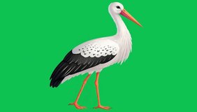 Detailed Illustration of a White Stork on a Green Background - Powered by Shutterstock - Get 15% off with code: PIKWIZARD15