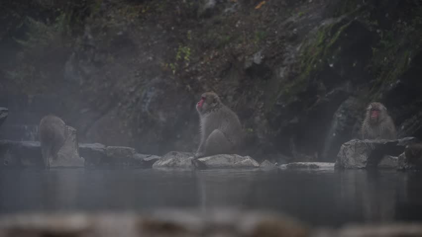 Japanese macaques, also known as snow monkeys, resting on rocks in a hot spring, enjoying the warmth and steam