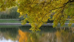 Vibrant yellow maple leaves cascading over tranquil lake surface, reflecting golden autumn colors with serene landscape beauty - Powered by Shutterstock - Get 15% off with code: PIKWIZARD15
