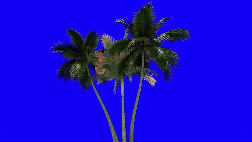 This stock motion graphics video includes a clip of a Palm Trees Blue Screen
