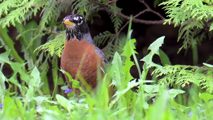 Beautiful vibrant American Robin foraging in grass, with bushes in the background
