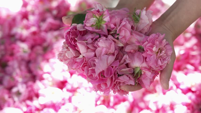 Rose petals in the hands of a young woman. The Roses of Taif are only collected by hand
