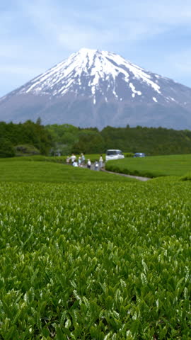 Mount Fuji over Tea Plantation with Fresh Green Leaves Captured in Shizuoka Prefecture, Japan (Vertical | Real-time Footage | ZOOM OUT)
