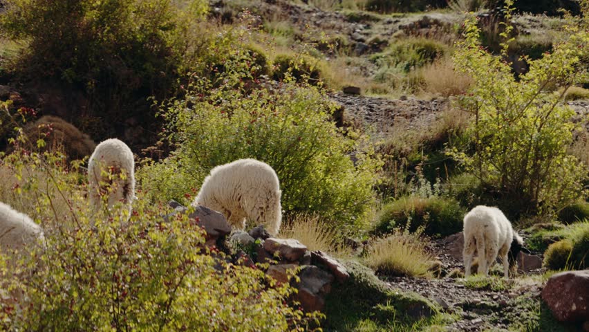 Flock of Sheep Grazing on Hillside in Morocco. Scenic view of sheep eating in a tranquil Moroccan landscape. This stock video captures the beauty of nature.