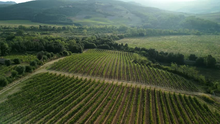 Tuscan vineyard field in bright light showing neat vine rows surrounded by rolling green hills