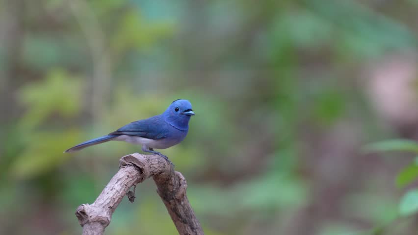 Black-naped Monarch female with nature habitat birdwatching in the forest	