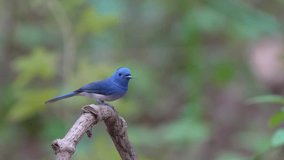 Black-naped Monarch female with nature habitat birdwatching in the forest	 - Powered by Shutterstock - Get 15% off with code: PIKWIZARD15