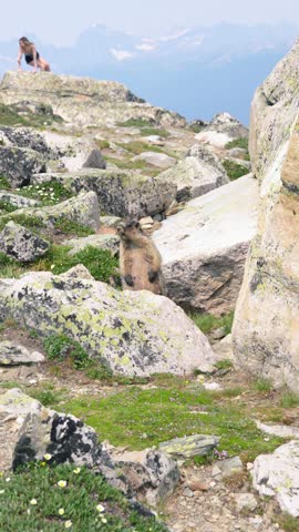 Cute marmot spotted at Whistler’s Peak in Jasper National Park, amidst the stunning scenery