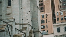 Pigeons Flying Past St Patrick Cathedral - Powered by Shutterstock - Get 15% off with code: PIKWIZARD15