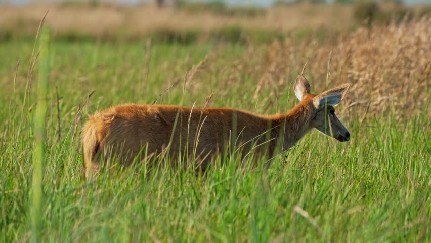 Side view of marsh deer moving slowly through tall green grass in Parque Nacional Ibera, Corrientes, Argentina