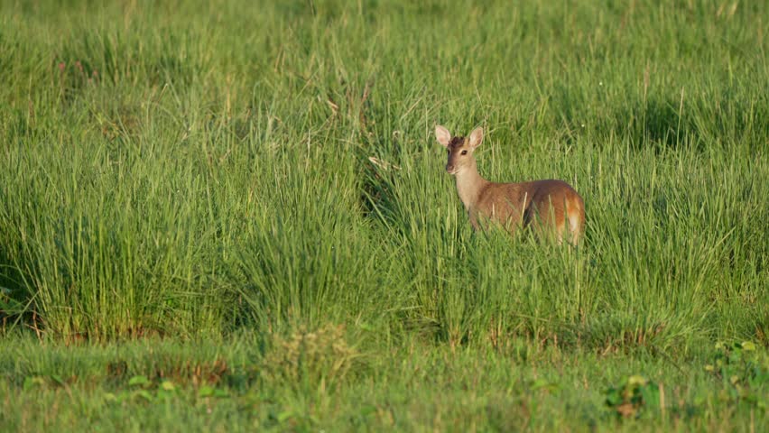 Distant view of gray brocket deer standing alert in tall grass, looking toward camera, Parque Nacional Ibera, Corrientes, Argentina