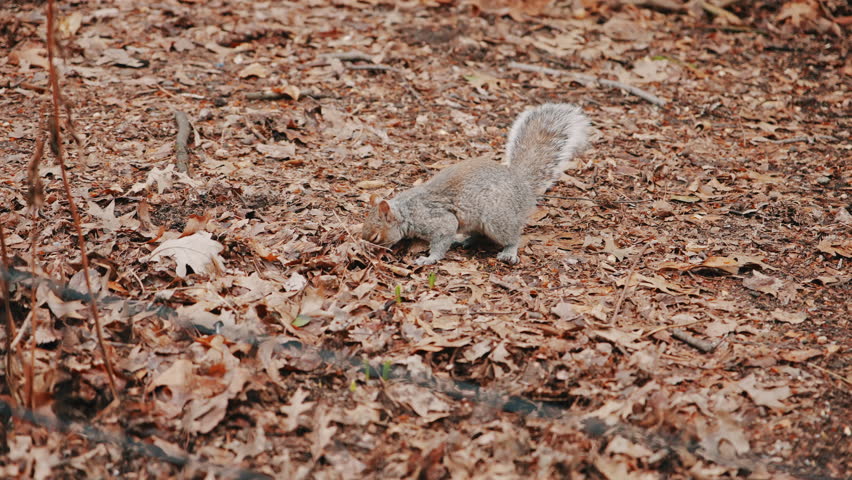 Squirrel digs autumn leaves in central park
