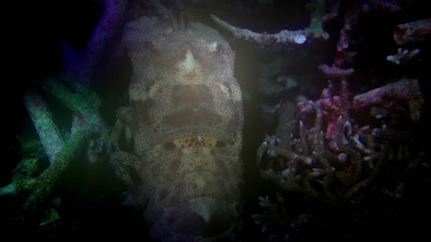 Slipper lobster walks backwards on a coral reef at night.