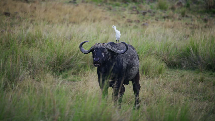 African Buffalo With Bird on Back in Kenyan Savannah