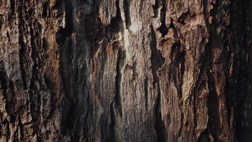 Bark tree trunk texture. Nature surface pattern.