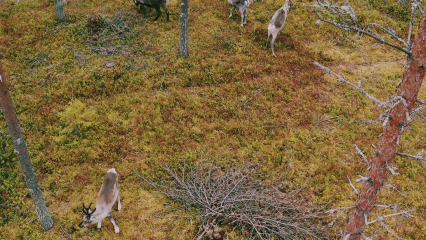 Aerial view of Herd of deer are grazing in a grassy field, surrounded by trees in Finland. Deer moving about and enjoying the natural environment.