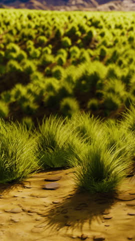 Flat desert with bush and grass