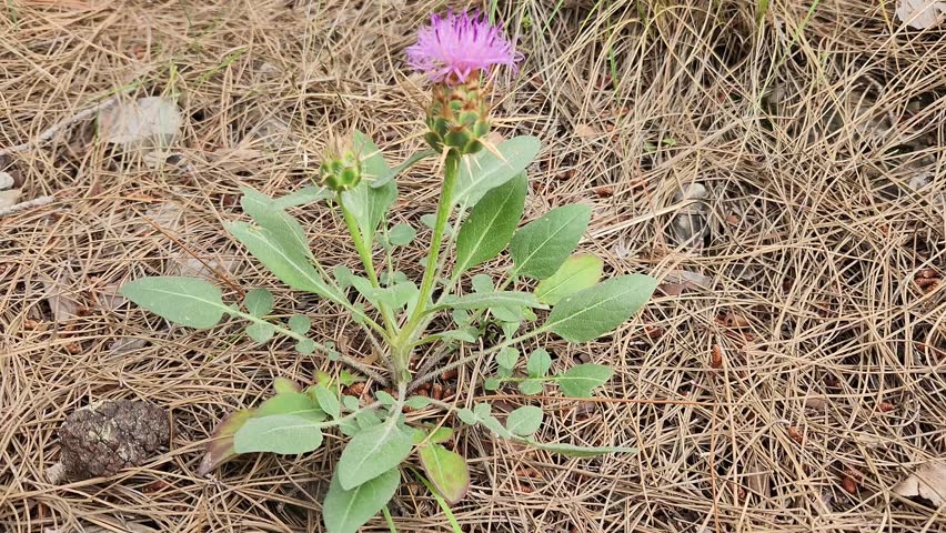 Centaurea urvillei (known in Turkish as 'alakötürüm', literally meaning 'piebald cripple') is in full bloom with its pink flowers on the limestone cliffs of the Taurus Mountain slopes