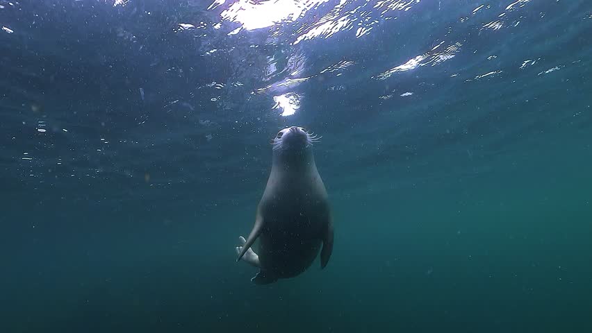 Two shots of a juvenile grey seal with a white coat - also known as a whitecoat - Halichoerus grypus - first facing the camera with curiosity, then passing to the side above yellow seaweed.