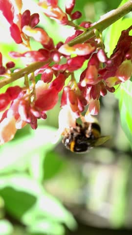 A bumblebee collects nectar from the bud of a blooming red flower. A bee pollinates a spring blooming flower on a sunny day. An insect on a blooming flower.