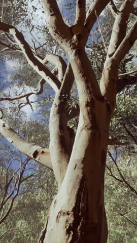 eucaliptus in Australia red Center