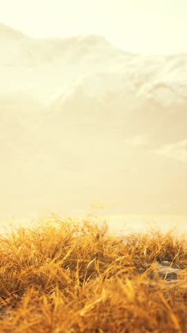 dry grass and snow covered mountains in Alaska