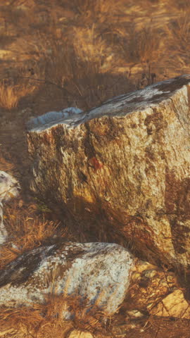 dry grass and rocks landscape