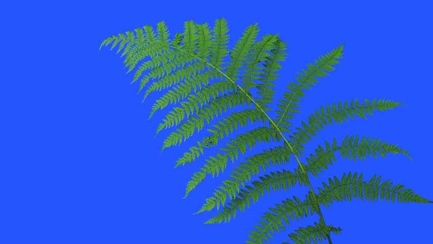 fern leaf swaying in the wind blue screen