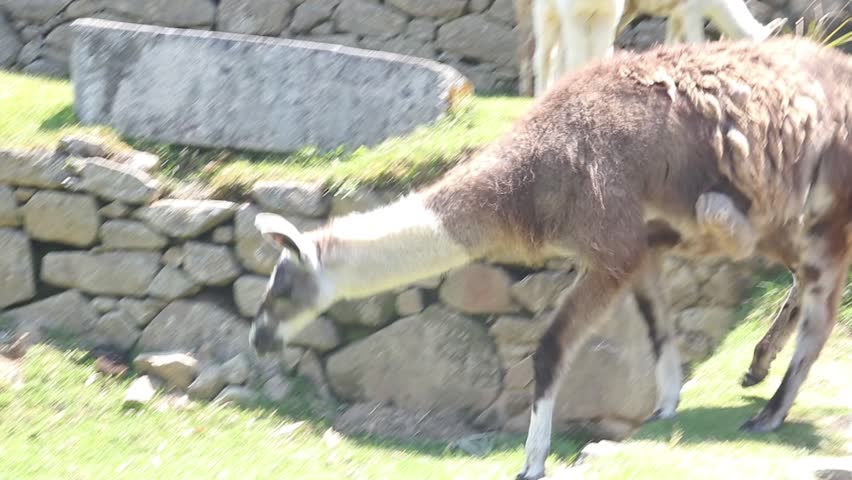 Llama is grazing on the lush green grass at Machu Picchu, Peru