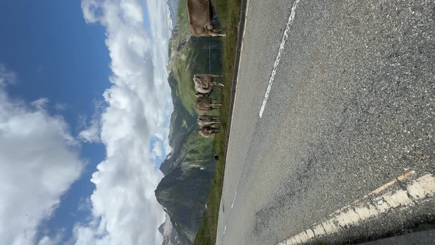 Cows grazing near mountain road in the Swiss Alps.Vertical video